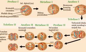 Bagaimana karakteristik yang dimiliki oleh pembelahan meiosis